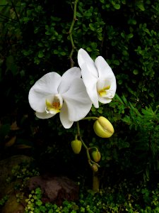 Flower Plant Flora Flowering Plant