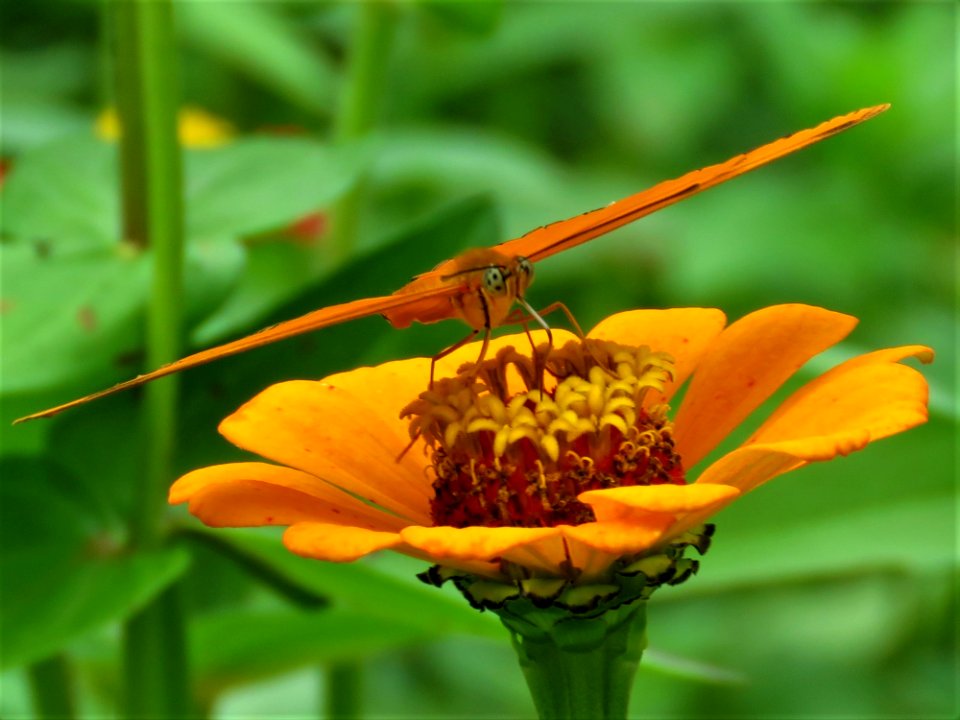 Insect Flora Nectar Flower
