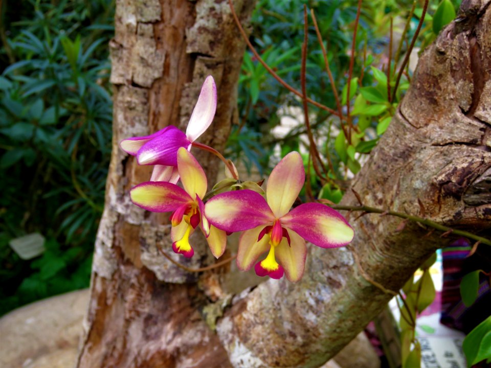 Plant Flora Flower Flowering Plant