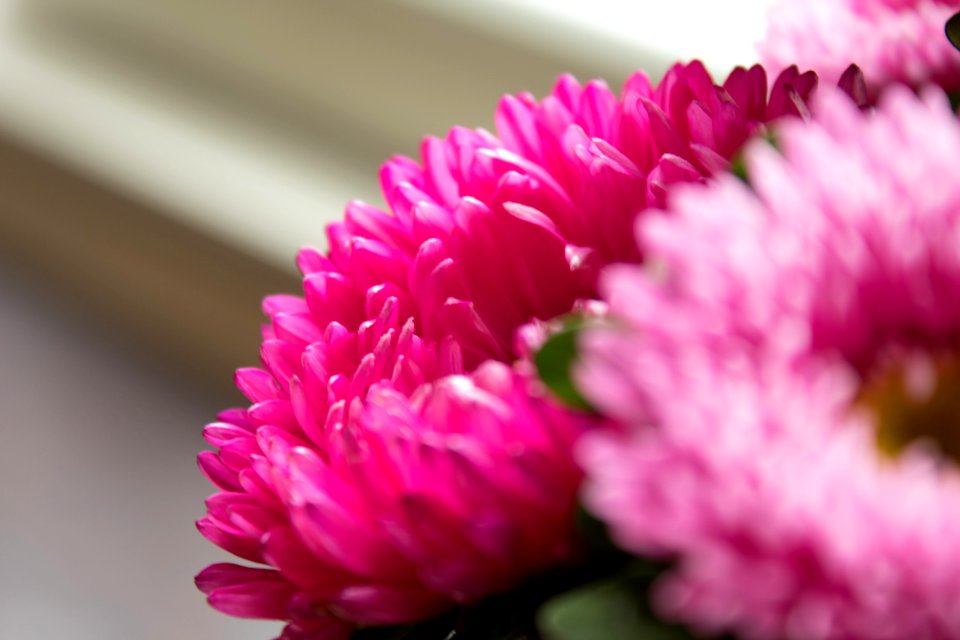 Flower Pink Flowering Plant Aster photo