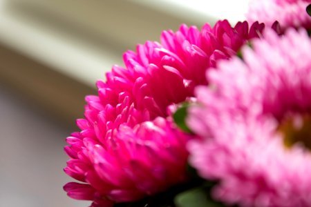 Flower Pink Flowering Plant Aster