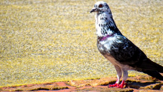 Bird Fauna Pigeons And Doves Beak photo