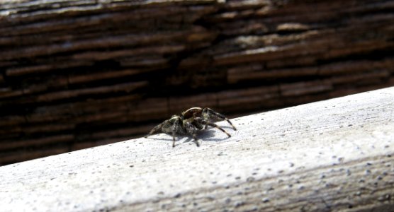 Insect Fauna Invertebrate Membrane Winged Insect