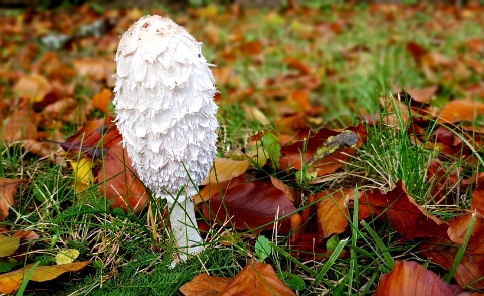 Fungus Leaf Mushroom Edible Mushroom
