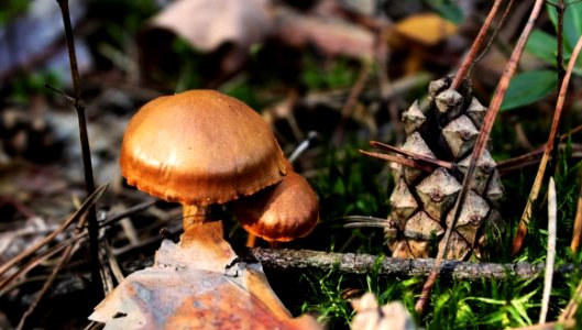 Mushroom Fungus Edible Mushroom Penny Bun photo