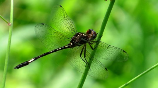 Dragonfly Insect Dragonflies And Damseflies Invertebrate photo