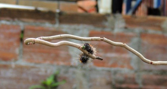 Fauna Insect Branch Twig