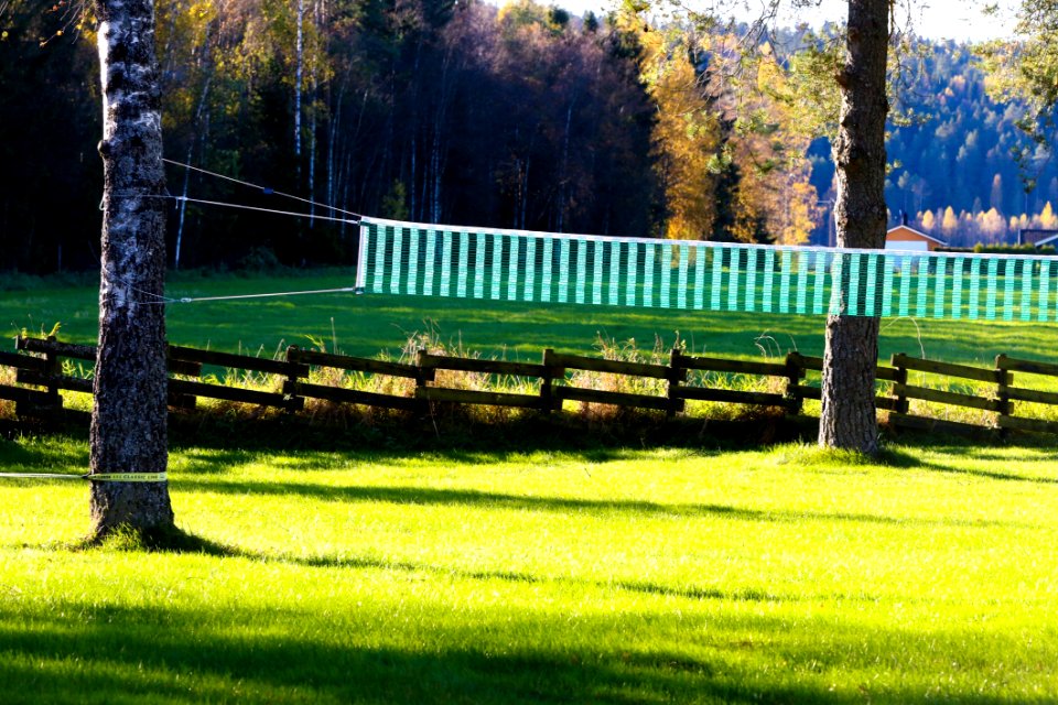 Nature Green Pasture Grass