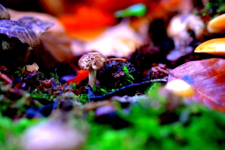 Nature Leaf Fungus Mushroom