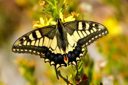 Butterfly Moths And Butterflies Insect Brush Footed Butterfly