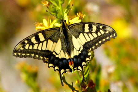 Butterfly Moths And Butterflies Insect Brush Footed Butterfly photo