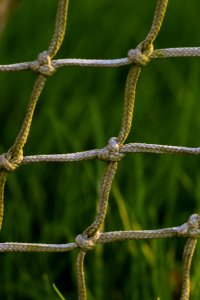 Flora Branch Twig Plant photo