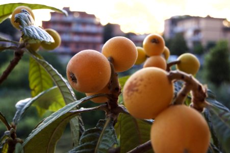 Fruit Loquat Fruit Tree Produce photo