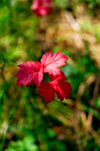 Flower Flora Vegetation Leaf