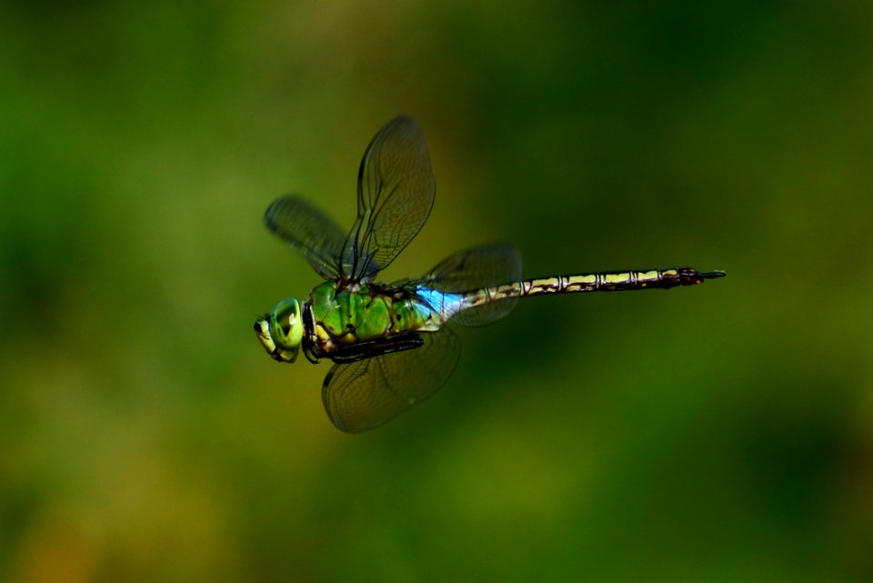 Dragonfly Insect Dragonflies And Damseflies Invertebrate