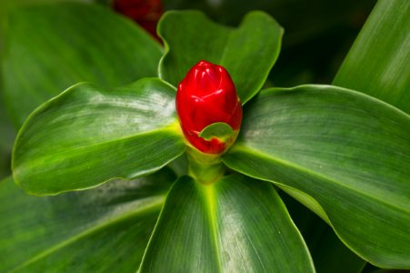 Plant Flower Vegetation Leaf