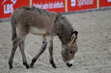 Donkey Horse Like Mammal Fauna Wildlife