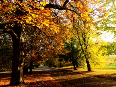 Nature Autumn Leaf Tree