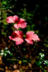 Flower Plant Pink Flora photo