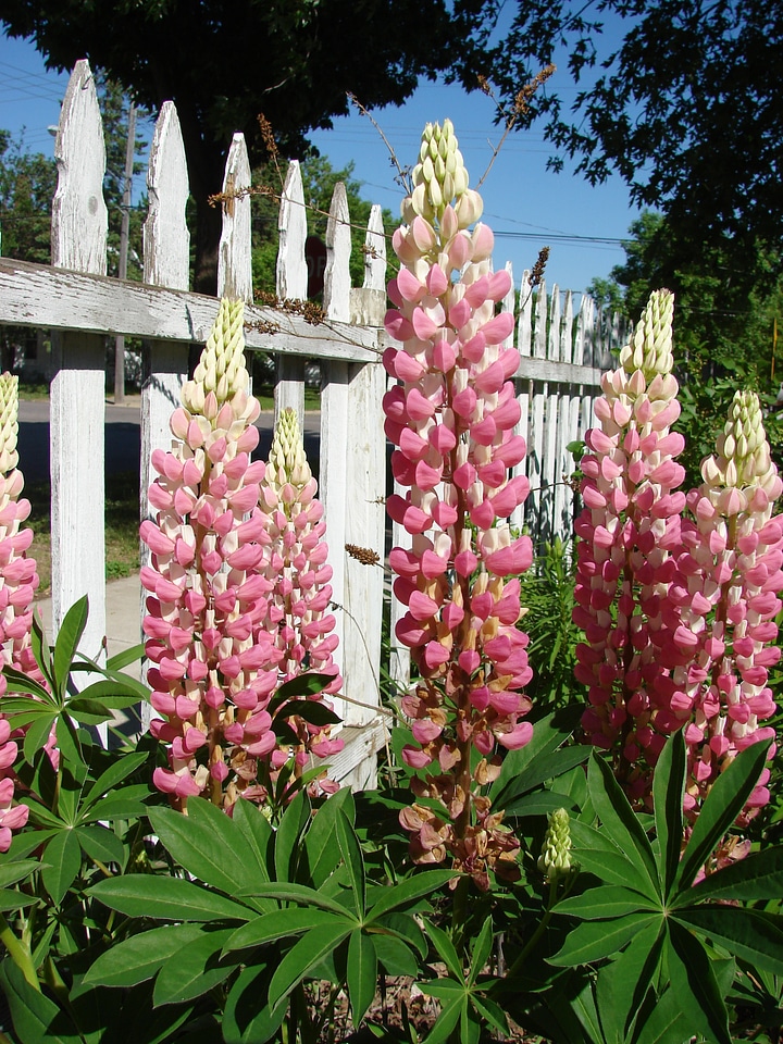 Pink plant spring