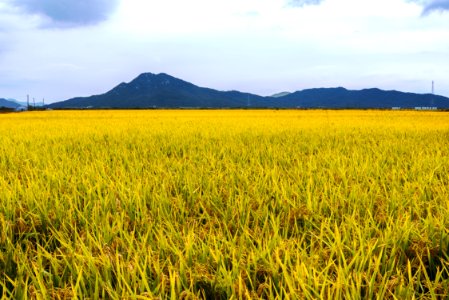 Grassland Paddy Field Field Ecosystem photo