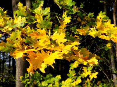 Yellow Leaf Plant Autumn photo