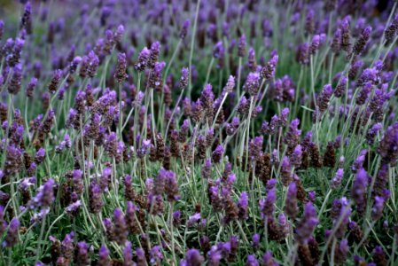 Plant Flower English Lavender French Lavender photo