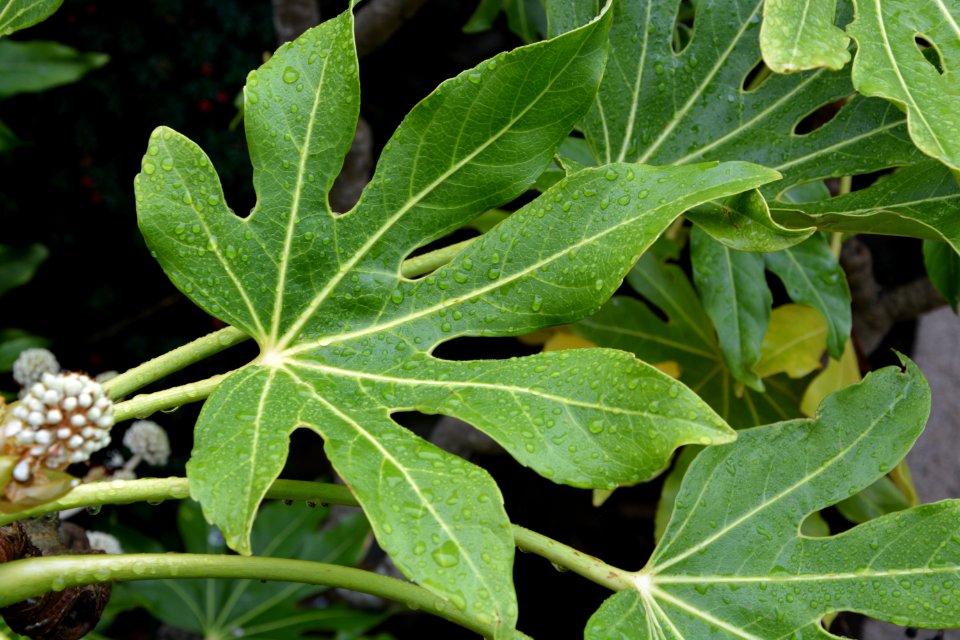 Plant Leaf Flora Plant Pathology