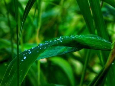 Water Dew Moisture Leaf photo