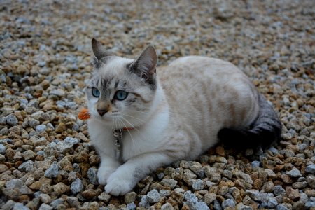 Cat Small To Medium Sized Cats Mammal Fauna photo
