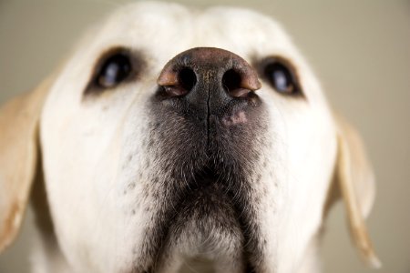 Dog Nose Dog Breed Dog Like Mammal photo