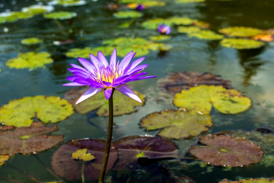 Flower Water Flora Plant