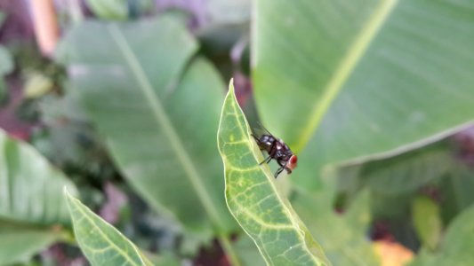 Insect Leaf Invertebrate Organism