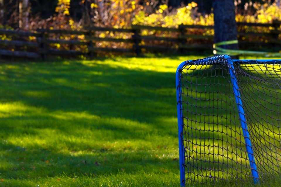 Grass Green Yellow Lawn photo