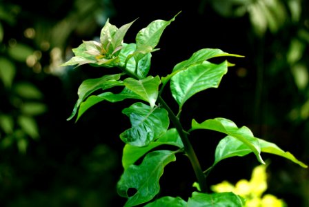 Plant Leaf Vegetation Branch