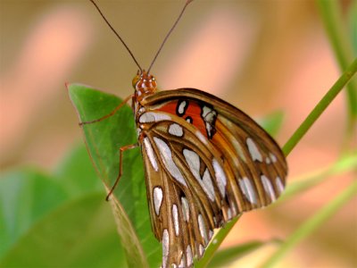 Insect Butterfly Moths And Butterflies Invertebrate