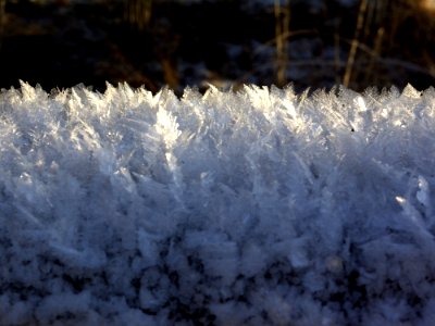 Frost Freezing Winter Snow photo