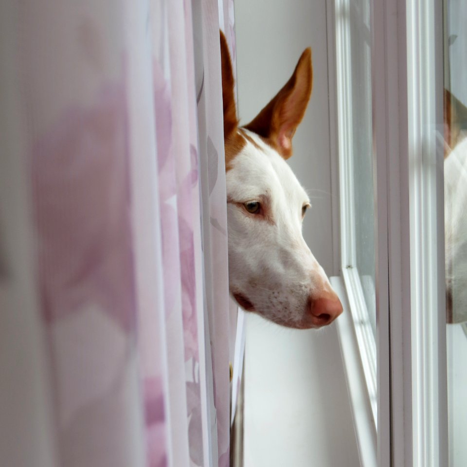 White Dog Breed Nose Dog