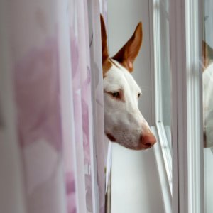 White Dog Breed Nose Dog
