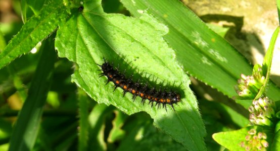 Caterpillar Larva Insect Invertebrate