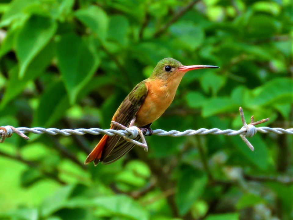 Bird Hummingbird Fauna Beak