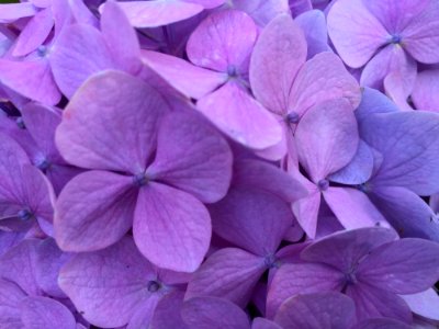 Flower Lilac Violet Purple photo
