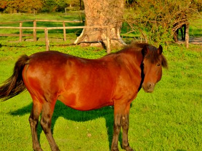 Horse Pasture Mare Horse Like Mammal photo