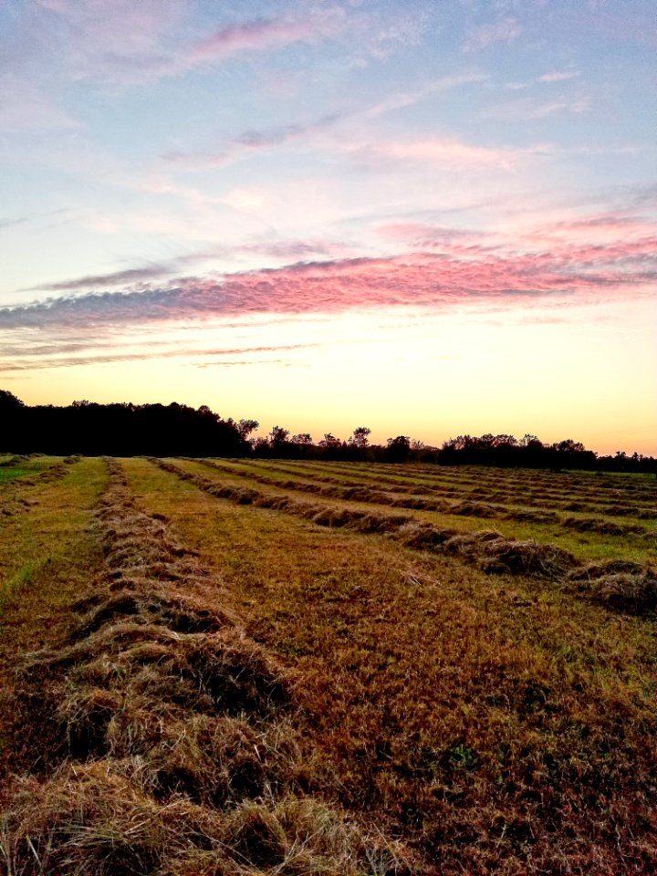 Sky Field Grassland Prairie