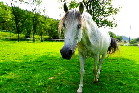 Horse Pasture Grass Horse Like Mammal photo