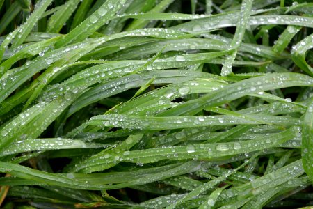 Grass Water Moisture Plant