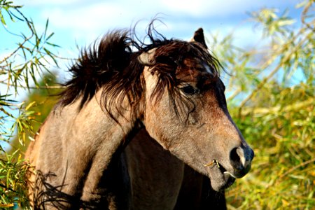 Horse Horse Like Mammal Mane Fauna