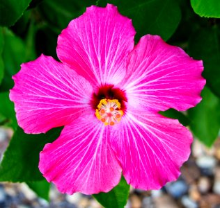 Flower Pink Flora Hibiscus photo