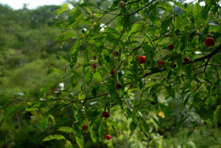 Vegetation Plant Peppers Tree