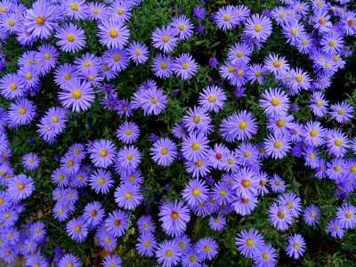 Flower Plant Aster Flowering Plant photo